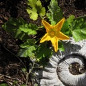 three farthings naturist homestay b&b&b